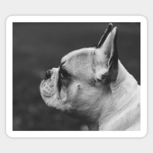 Wistful monochrome Frenchie Sticker